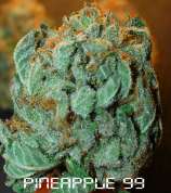 Pineapple 99 strain photo