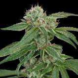 Crocketts Confidential strain photo