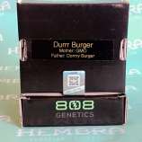 Durrr Burger strain photo