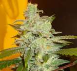 Northern Lights strain photo