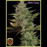 All-in Medicinal Seeds - Mister Candy strain photo