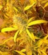 BC Big Bud strain photo