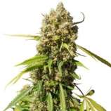 Auto Elephant strain photo