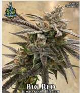 Big Red strain photo