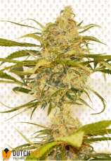 Bubble Kush strain photo