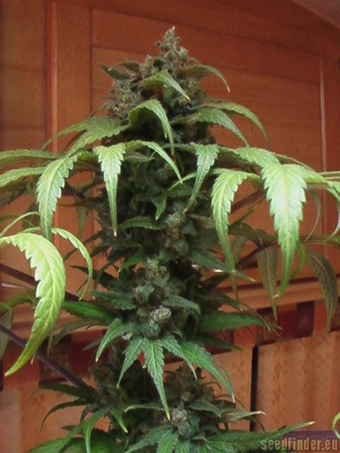 Blues strain photo