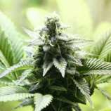 Indica Cream strain photo