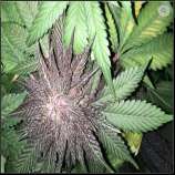 Black Magic strain photo