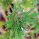 Little Cheese strain photo