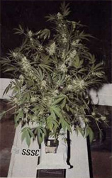 Beatrix Choice strain photo