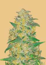 Original Auto AK strain photo