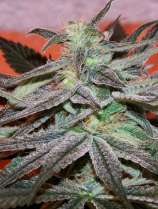 Panama D.C. strain photo