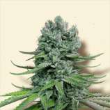 Auto Super Skunk strain photo