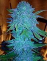 Blue Bud strain photo