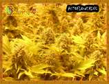 Choc-Matic strain photo