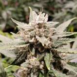 Wizard's Apprentice strain photo