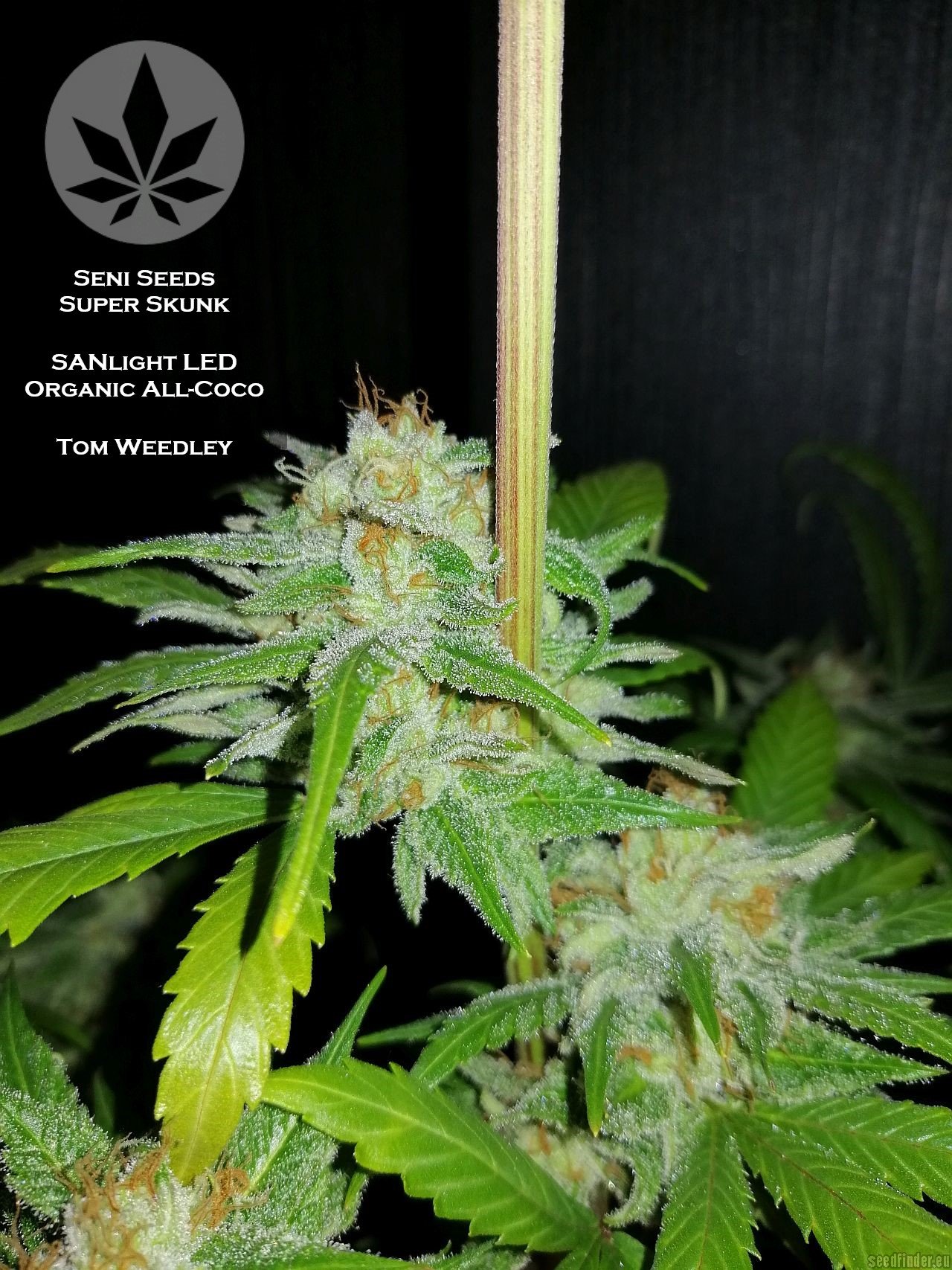 Super Skunk strain photo
