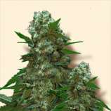 Auto AK 47 strain photo