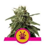 Shogun strain photo