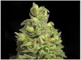 Amnesia Rau300 strain photo