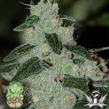Caribbean Crush strain photo