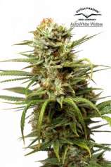 AutoWhite Widow strain photo