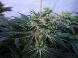 TH Seeds - MK-Ultrawreck strain photo
