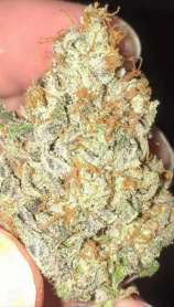 Beer Drinkin Breath Stinkin Sniffin Glue strain photo