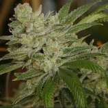 Jupiter strain photo