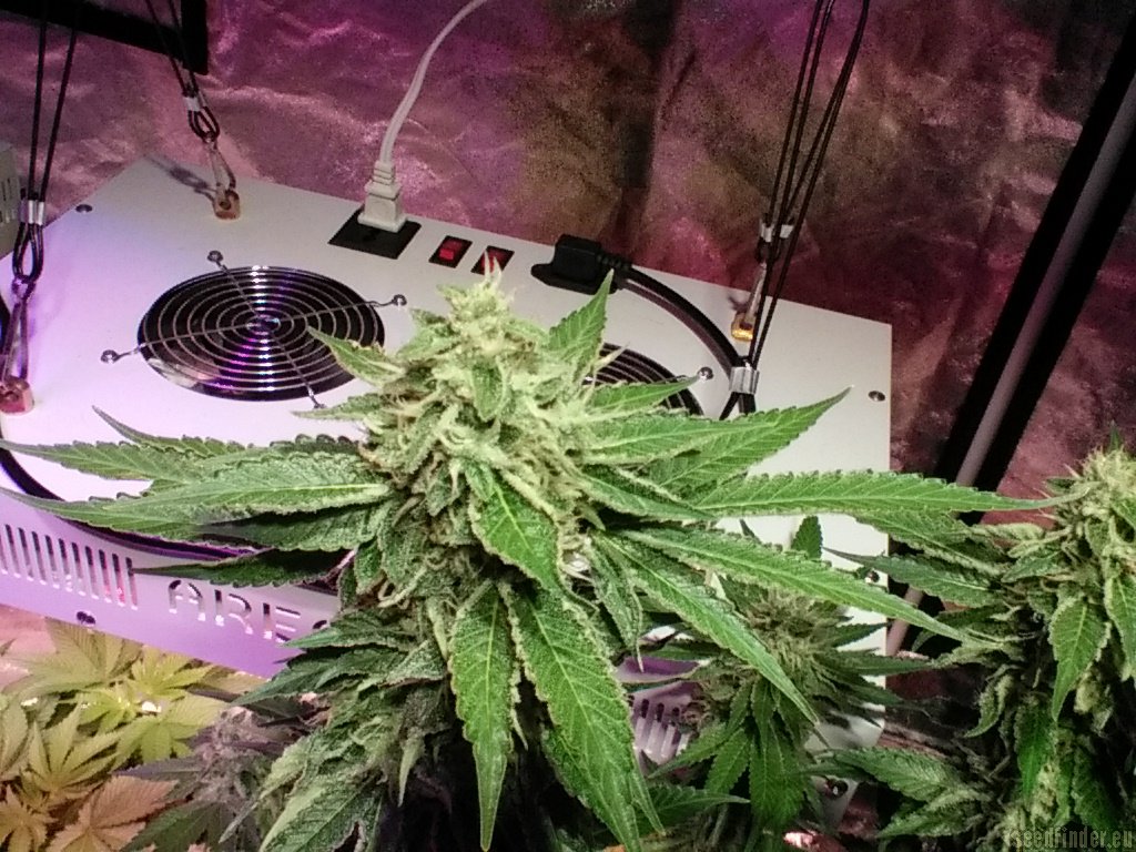 707 TruthBand strain photo