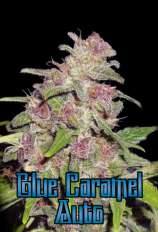 Blue Caramel Auto strain photo