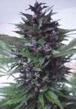 Homegrown Purple strain photo