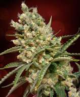 Original Diesel strain photo