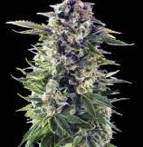 101 Headband strain photo