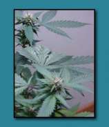 Sour Blue Cookies strain photo