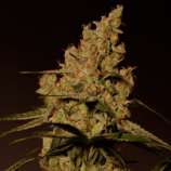 MAC1 strain photo