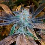 Lady Daze strain photo
