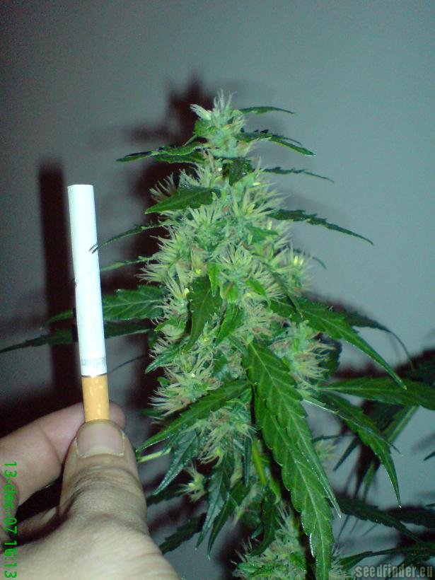 Poco Loco strain photo