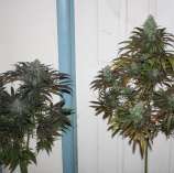 97 BlueMoonshine x Purple Northern Lights #5 strain photo
