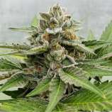 13th Floor strain photo