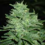 (G13 Hashplant x Chitral) F3 x Taskenti F2 strain photo