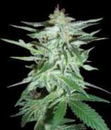 Delirium strain photo