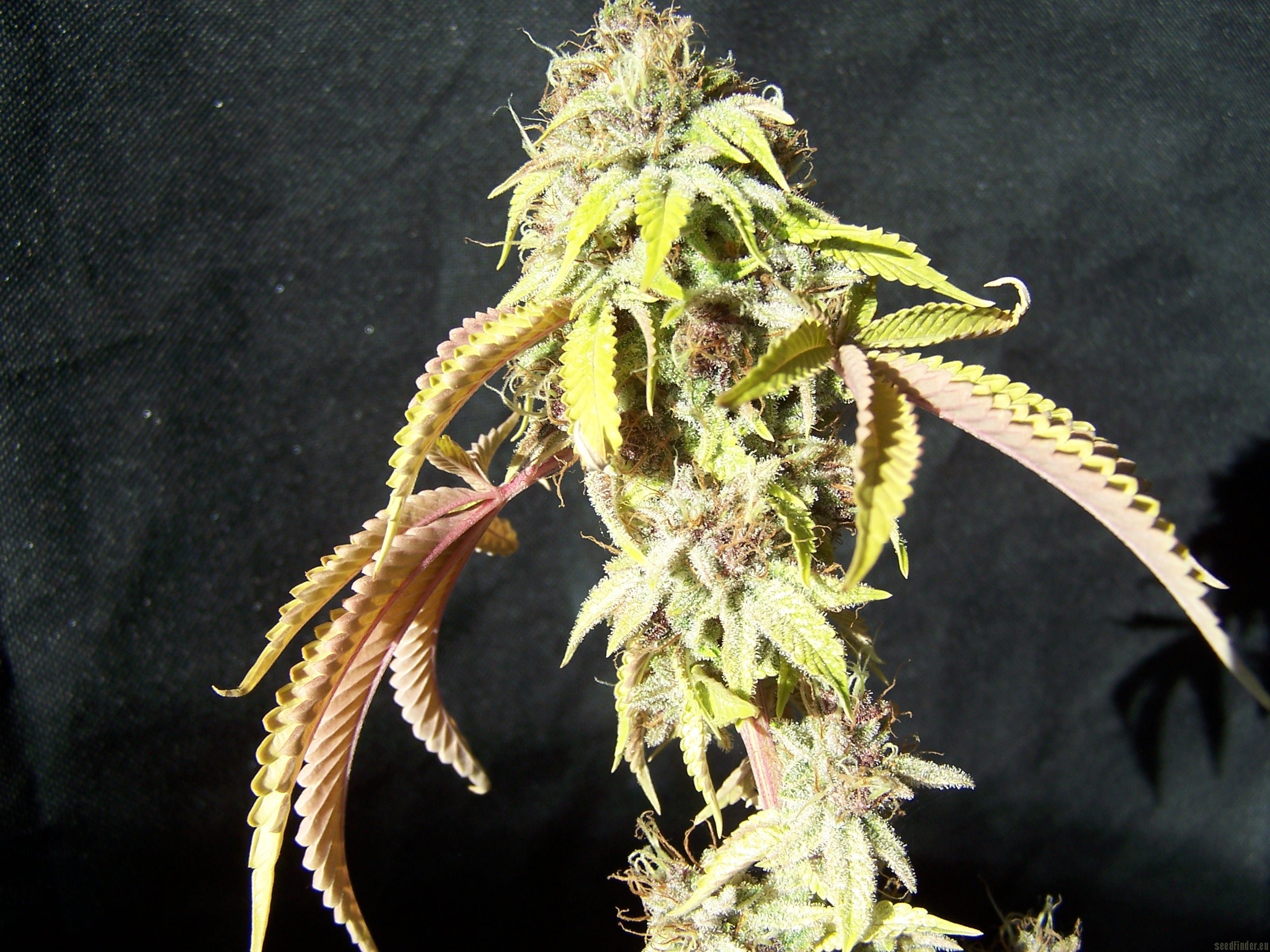 Purple Kush strain photo