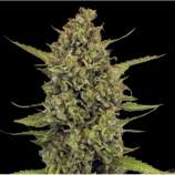Acapulco Gold strain photo