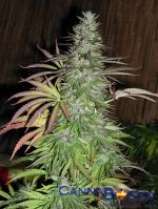 Sugar Loaf strain photo