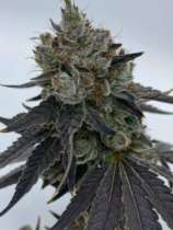 Oreo King strain photo