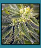 Alaskan Thunder Fuck strain photo