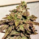 London Cookies strain photo
