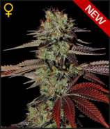 King's Kush Automatic strain photo
