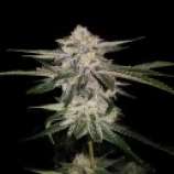 Miss U.S.A. strain photo